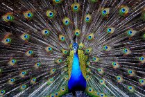 Portrait of a peacock bird with outspread colorful tail — Stock Photo