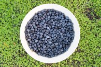 Bowl of freshly picked organic black olives, top view — Stock Photo