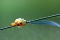 Philautus vittiger tree frog, closeup view — Stock Photo