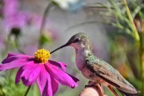 Closeup view of Hummingbird pollinating cosmos flower — Stock Photo