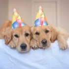 Two golden retriever dogs wearing party hats — Stock Photo