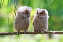 Closeup view of Two owlets sitting on a branch, Indonesia — Stock Photo