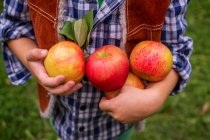 Мальчик, стоящий в саду со свежесобранными яблоками — стоковое фото