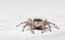 Portrait of a jumping spider, selective focus — Stock Photo