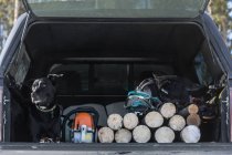Cão deitado na parte de trás do caminhão com madeira de fogo — Fotografia de Stock