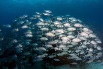 Escuela de peces Jack, Parque Natural de los Arrecifes de Tubbataha, Filipinas - foto de stock