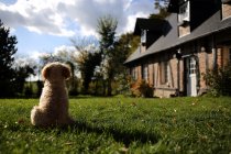 Пудель собака сидить в саду, вид ззаду — стокове фото