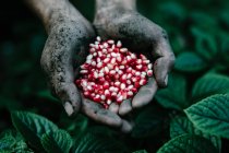 Homem com solo fresco nas mãos segurando sementes de romã — Fotografia de Stock