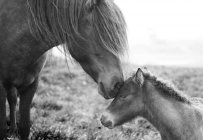 Две икеландские лошади лицом к лицу, монохромные — стоковое фото