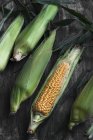 Крупный план свежей кукурузы в початках — стоковое фото