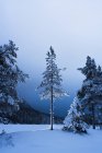Alberi di pino nel paesaggio invernale, Oslo, Norvegia — Foto stock