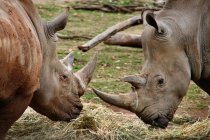 Два Південній білий носоріг близько один до одного — стокове фото