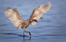 Reddish egret hunting for food in wild life — Stock Photo