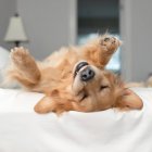 Golden retriever dog rolling around on a bed, closeup view — Stock Photo