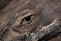 Visão de perto do olho de um lagarto olhando para a câmera — Fotografia de Stock