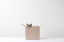 Ragdoll gato escondido em caixa de papelão com dentes de vampiro desenho — Fotografia de Stock