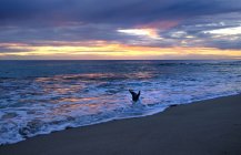 Möwe am Strand bei Sonnenuntergang, Perth, Westaustralien, Australien — Stockfoto