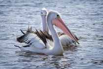 Majestosos e belos pelicanos na vida selvagem — Fotografia de Stock