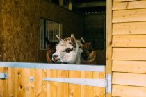 Vier Alpakas im Stall, die wegschauen — Stockfoto