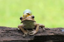 Равлик сидить на вершині вухатої жаби, вид крупним планом — стокове фото