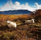 Deux moutons dans le paysage rural, Islande — Photo de stock