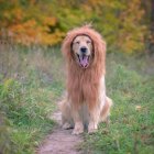 Retrato de um cão golden retriever usando uma crina de leão — Fotografia de Stock