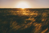 Vista panoramica del campo di grano al tramonto — Foto stock