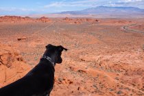 Dog looking at desert landscape, Nevada, America, USA — Stock Photo