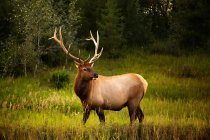 Vista panorâmica de Elk macho majestoso, Alberta, Canadá — Fotografia de Stock