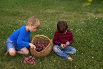 Two boys with a basket of freshly picked potatoes — Stock Photo