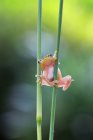 Лягушка, взбирающаяся на растение, размытый фон — стоковое фото