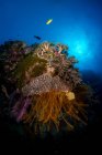 Vista panorâmica dos recifes de coral, Parque Natural dos Recifes de Tubbataha, Filipinas — Fotografia de Stock