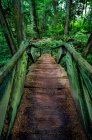 Живописный вид на мост и пешеходную дорожку через лес — стоковое фото