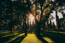 Luz solar fluindo através de árvores no parque de outono — Fotografia de Stock