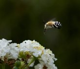 Бджола нависає над квіткою, вибірковий фокус макрос постріл — стокове фото