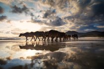 Buffalo marchant le long de la plage au coucher du soleil, Lombok, Indonésie — Photo de stock