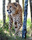 Vista panorâmica da caça Cheetah, Mpumalanga, África do Sul — Fotografia de Stock