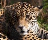 Portrait of leopard against blurred background — Stock Photo