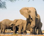 Herd of elephants at a water hole, South Africa — Stock Photo