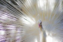 Портрет белого павлина на размытом фоне — стоковое фото