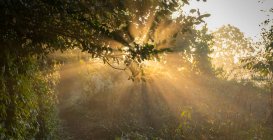 Живописный вид на солнечный свет сквозь деревья, Энфеде, Оверэйссел, Нидерланды — стоковое фото