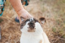 Mano femenina acariciando un gato, fondo borroso - foto de stock