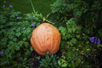 Big orange pumpkin growing in garden — Stock Photo