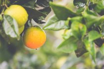 Крупный план апельсинов, растущих на дереве под дождем — стоковое фото
