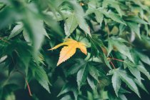Feuille d'érable jaune acère du Japon parmi les feuilles vertes — Photo de stock