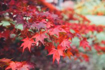 Close up of red leaves on japanese maple tree in autumn — Stock Photo