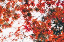 Close up of red leaves on japanese maple tree in autumn — Stock Photo
