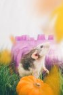 Rato de estimação com abóbora e folhas de outono — Fotografia de Stock