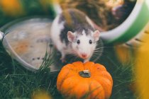 Vista de primer plano de rata mascota con calabaza y hojas de otoño - foto de stock