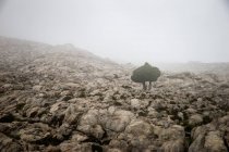 Vista panorámica de Lone Tree en las Montañas, Mallorca, España - foto de stock